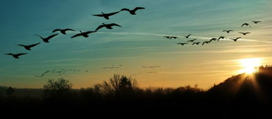 geese-photo-for-rna-home-page-123rf-16610705_m