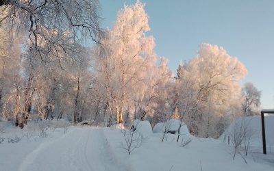The Beauty of Winter Trees