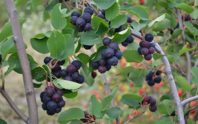 Berry Picking and Grief: A Religious Naturalist’s Eulogy