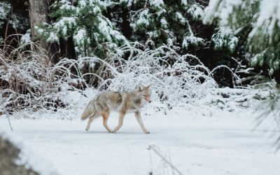 Tracks and Scat:  Noticing Nature