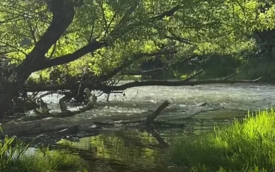 Nature’s Tonic for a Noisy World Isn’t Silence