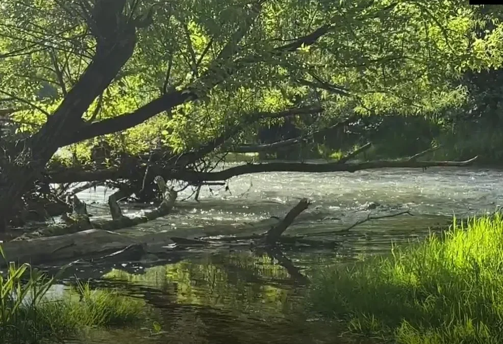 Nature’s Tonic for a Noisy World Isn’t Silence